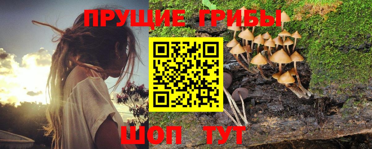 Псилоцибиновые грибы Psilocybine cubensis Выборг
